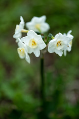 横浜　早春の江川せせらぎ緑道　白いスイセン