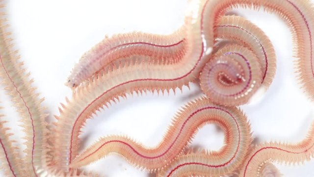 Sand Worm (Perinereis sp.) is the same species as sea worms (Polychaete), Living in a beach area with relatively shallow water levels for education in laboratory.