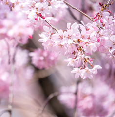 Beautiful cherry blossoms sakura tree bloom in spring in the castle park, copy space, close up, macro.