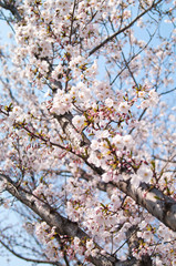 Scientific name is Cerasus ×yedoensis (Matsum.) Masam. & Suzuki ‘Somei-yoshino. 