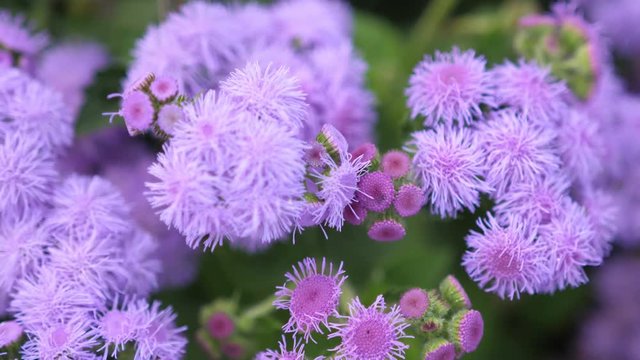 Beautiful blooming violet flowers in the garden. Summer time. slow motion. 3840x2160