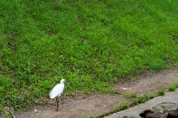 横浜　早春の江川せせらぎ緑道　サギ