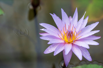 Selective focus close up shot of single purple lotus flower blossom blooming with bee and blurred clear water in the pond and lotus leaf. The meaning of purity of thought and of spirit in buddhism.