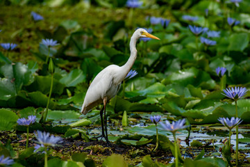 A Little Egret in a colourful lilly pond in Queensland, Australia