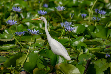 A Little Egret in a colourful lilly pond in Queensland, Australia