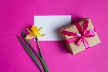 Spring flowers.Yellow narcissus with message card and gift box on pink