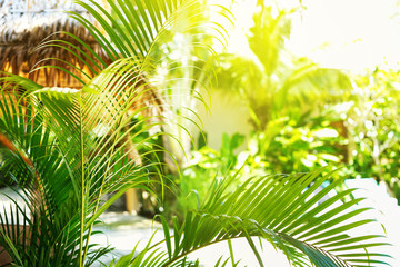 Palm Branches wellnes center Natural Background - obrazy, fototapety, plakaty