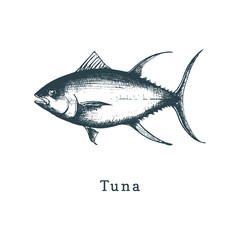 Illustration of tuna. Fish sketch in vector. Drawn seafood in engraving style. Used for can sticker, shop label etc.