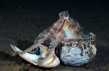 Incredible Underwater World - Coconut octopus - Amphioctopus marginatus. Diving and underwater photography. Tulamben, Bali, Indonesia.
