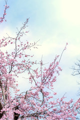 Beautiful cherry blossoms sakura tree bloom in spring in the castle park, copy space, close up, macro.