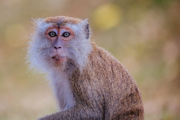 Silver Leaf Monkey in Malaysia
