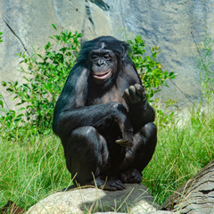 A Bonoba great ape, one of the most peaceful of the ape family