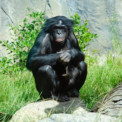 A Bonoba great ape, one of the most peaceful of the ape family