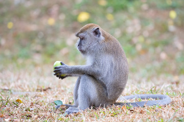 Silver Leaf Monkey in Malaysia