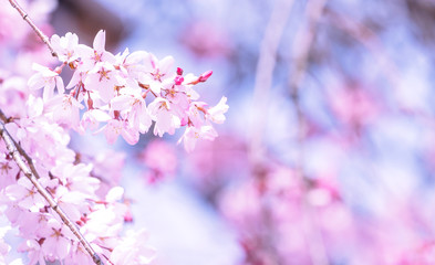 Obraz premium Beautiful cherry blossoms sakura tree bloom in spring in the castle park, copy space, close up, macro.