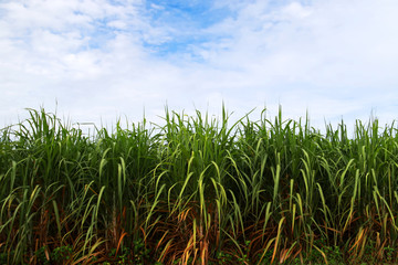 Sugarcane field on the blue sky background, Agriculture farm