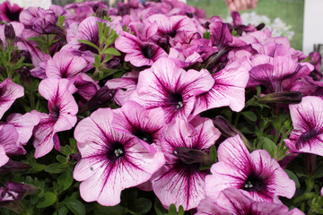 Petunias,colorful petunia flower (Petunia hybrida). Floral pattern. Spring and summer flowers petunia background texture. 