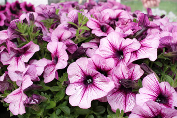 Petunias,colorful petunia flower (Petunia hybrida). Floral pattern. Spring and summer flowers petunia background texture. 