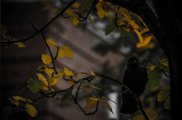 Crow in the tree