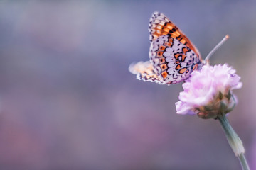 Dreamy romantic artistic image of spring nature with flower and butterfly on blurred background.