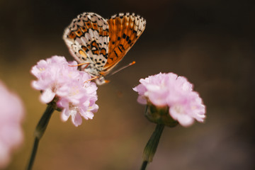 Wild meadow flower with butterfly on blurred nature background. Artistic image with pastel colors. Soft focus