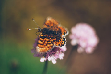Fototapeta na wymiar Wild life artistic picture. Flower with butterfly on nature background. Unfocused image with pastel colors.