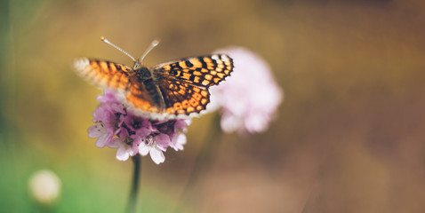 Wild meadow flower with butterfly on nature background. Gentle image with pastel colors. Soft focus