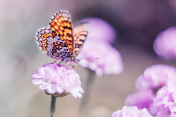 Dreamy romantic artistic image of spring nature with flower and butterfly on blurred background.