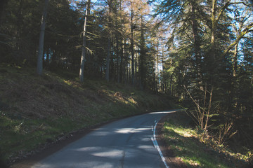 road in the forest