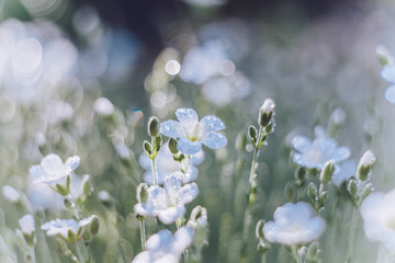 Beautiful nature background with fresh grass and gentle white flowers. Soft focus artistic lens close-up macro.