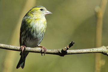 bird on a branch