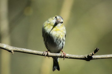 bird on a branch