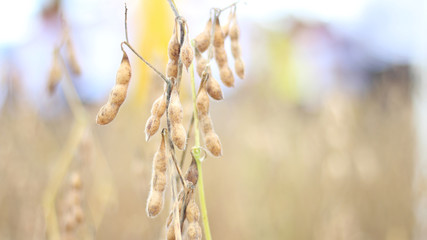 dry soybean seeds on the plant - original - with space for text