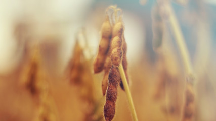 dry soybean seeds on the plant - summer - with space for text