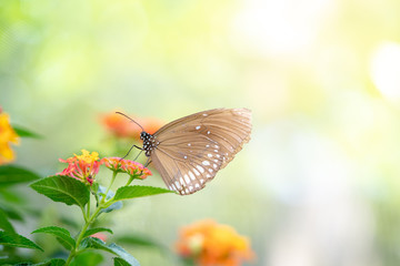 Macro selective focus of single brown butterfly landed and standing on pink flowers in the garden against morning sunlight with blurred background. The meaning of freshness, soul and immortality.