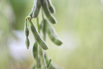 soybean seeds on the plant - no leaves - with space for text