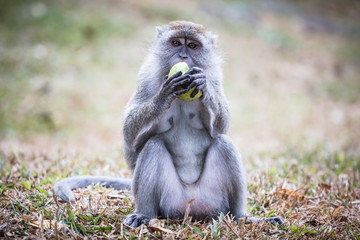 Silver Leaf Monkey in Malaysia