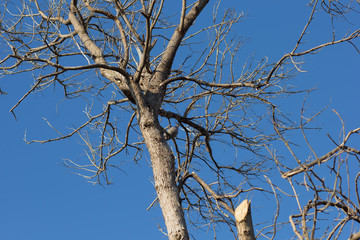bare tree on blue sky