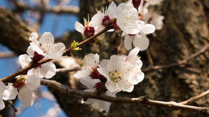 Apricot tree flower, seasonal floral nature background