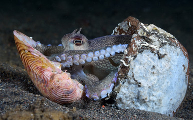 Incredible Underwater World - Coconut octopus - Amphioctopus marginatus. Diving and underwater photography. Tulamben, Bali, Indonesia.