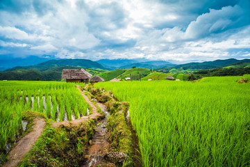 Paddy Rice Field Plantation Landscape with Mountain View Background