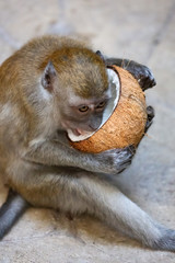 Silver Leaf Monkey in Malaysia