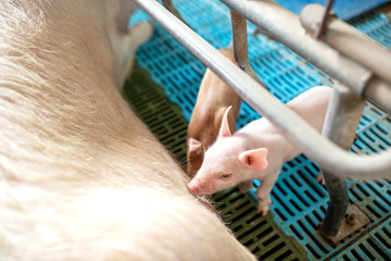 Livestock breeding, piglet eats milk from sow mother at the stall
