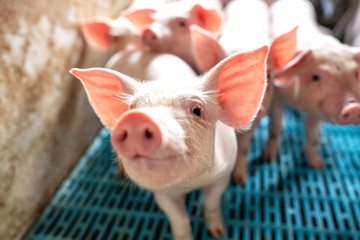 Close up of pigs snout at domestic farm