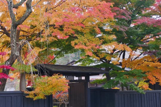 《角館の紅葉》秋田県仙北市