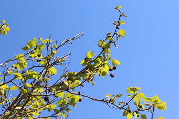 branch of a tree