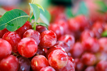 CLOSE UP OF RED GRAPE 