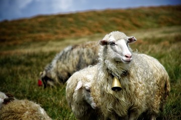 Fototapeta premium sheep in a field