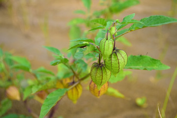 close up of Physalis angulata naturally in the plantation area