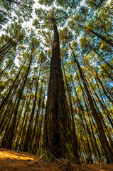Pinus Forest Becici Yogyakarta